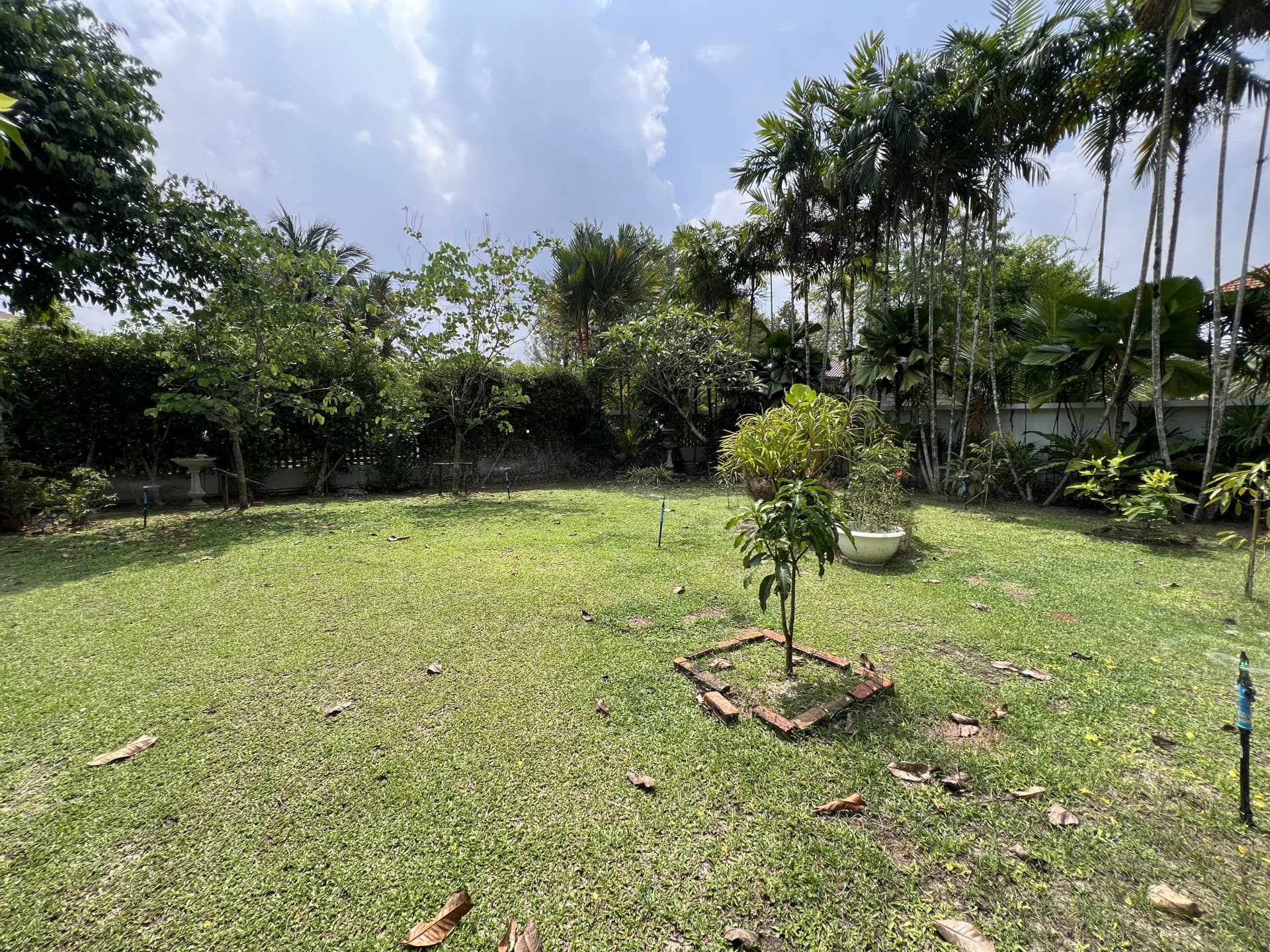 Large garden with many trees and plants
