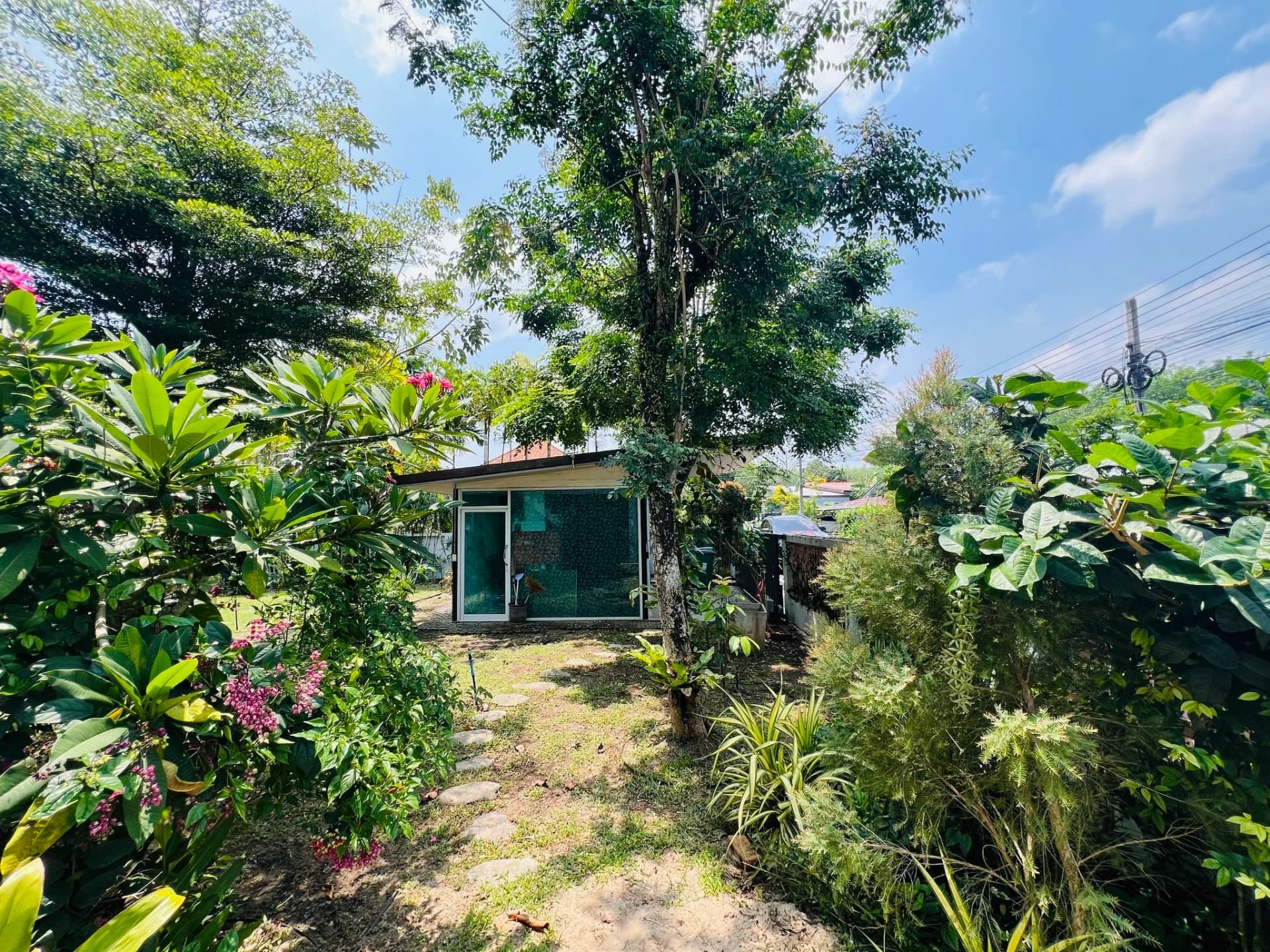 Beautiful lush plants and trees for shelter and greenery